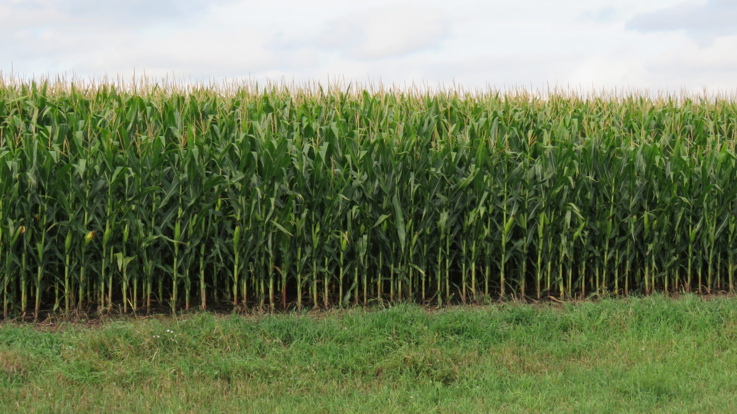 DOUBLE AUCTION! PERSONAL PROPERTY +  ~155 ACRES OF HIGHLY PRODUCTIVE ROCK COUNTY FARMGROUND SOLD $8500/acre - image 1