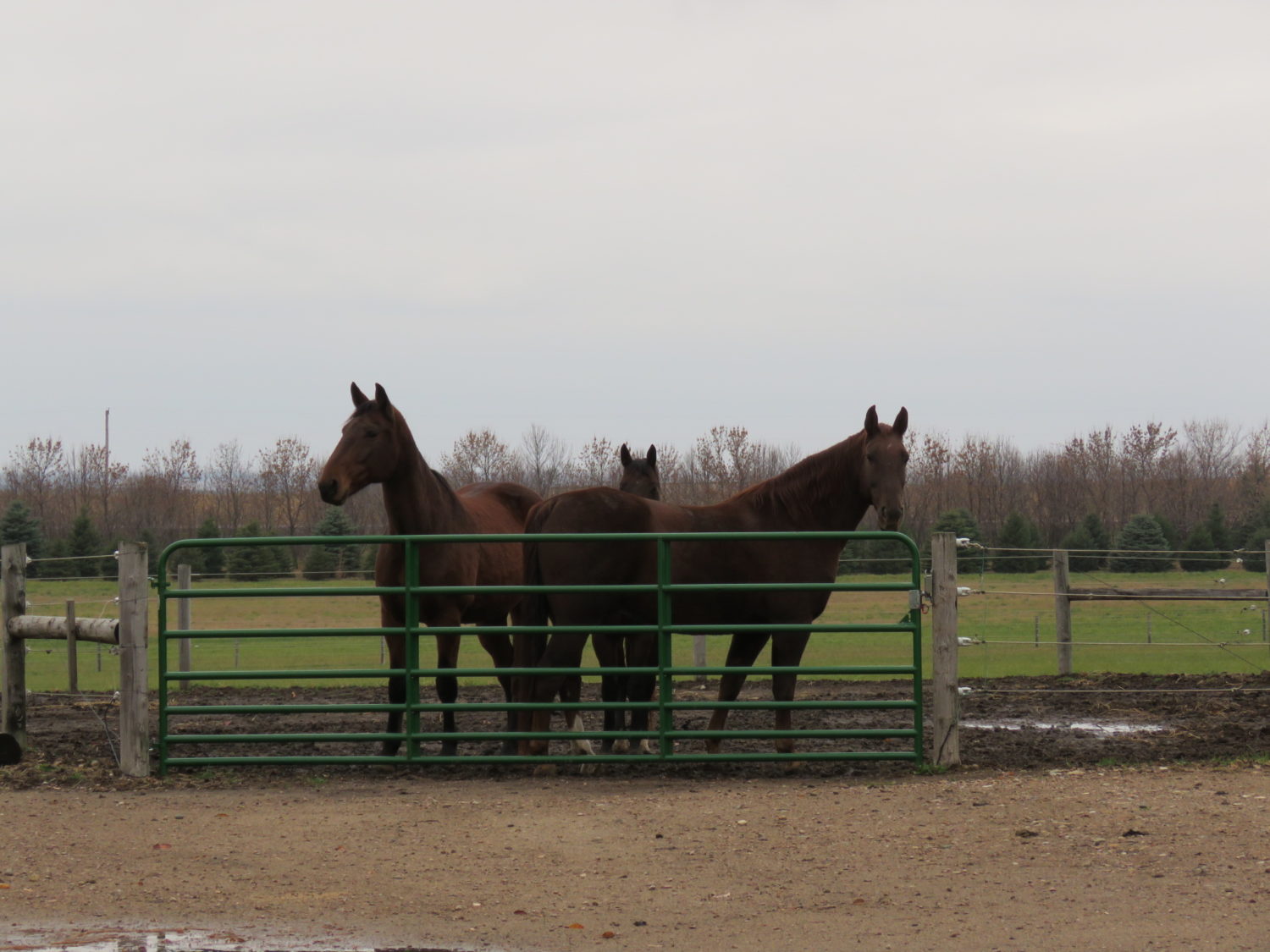 Amazing Real Estate Opportunity-Approx. 73 Acres at Auction- The Valley Springs Farm - image 8